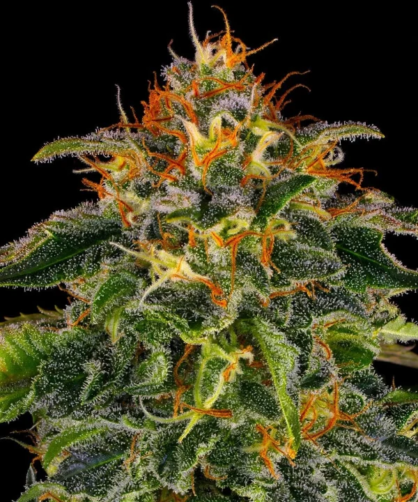 Detailed view of Moby Dick strain, showcasing orange pistils and a thick layer of trichomes.