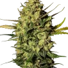 Master Kush Auto strain with tightly packed green buds and hints of orange pistils.