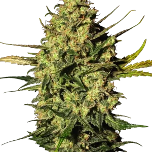 Master Kush Auto strain with tightly packed green buds and hints of orange pistils.