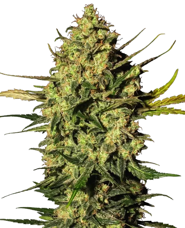 Master Kush Auto strain with tightly packed green buds and hints of orange pistils.