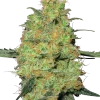 Master Kush strain with thick, resin-coated flowers and classic indica appearance.