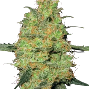 Master Kush strain with thick, resin-coated flowers and classic indica appearance.