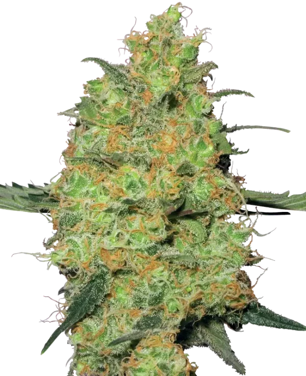 Master Kush strain with thick, resin-coated flowers and classic indica appearance.