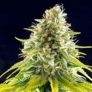 Mataro Blue strain with dense, resinous buds showcasing dark green hues and striking trichome coverage.