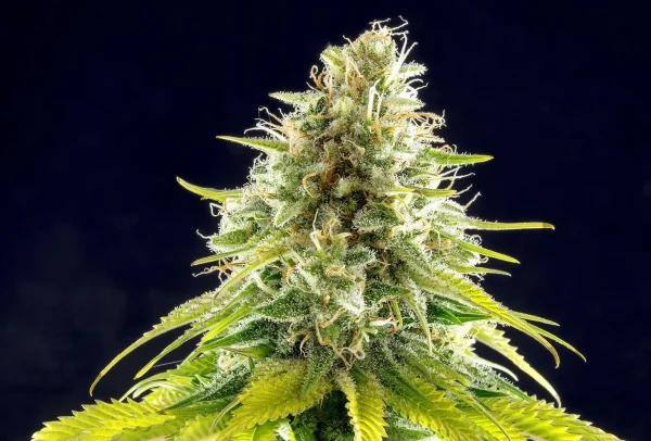 Mataro Blue strain with dense, resinous buds showcasing dark green hues and striking trichome coverage.