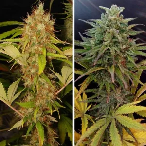 Side-by-side comparison of Mazar cannabis buds, showcasing dense, trichome-covered buds with green and purple hues