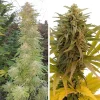 Outdoor Mazar cannabis plants with long, dense buds and green foliage, set against a natural background