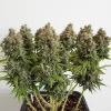 Group of Mazar cannabis plants in a pot, displaying dense buds and vibrant green leaves in an indoor setting