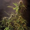 Mazar cannabis plant with tall buds and green leaves, highlighted against a dark, dramatic background