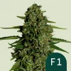 Close-up of Medusa F1 Auto Strain with dense buds and vibrant orange pistils