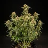 Medusa F1 Auto Strain showcasing its robust and resinous buds in a pot