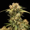 Side view of Medusa F1 Auto Strain displaying compact bud structure