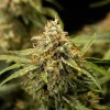 Medusa F1 Auto Strain flower with a coating of trichomes and orange hairs