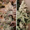 Side-by-side comparison of Meringue cannabis buds, showing dense trichome-covered buds with purple and green hues