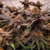 Group of Meringue cannabis plants with deep purple leaves and dense buds, growing indoors