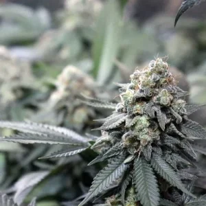 Close-up of Meringue cannabis bud with frosty trichomes and dark green leaves in an indoor setup