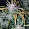 Detailed shot of Mexican Airlines Auto with tightly packed buds and visible trichomes, complemented by dark green leaves