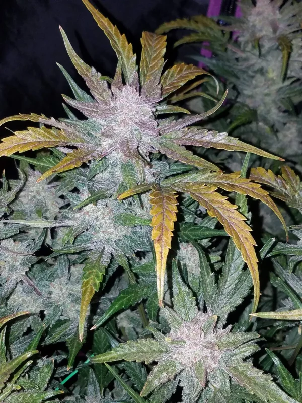 Detailed shot of Mexican Airlines Auto with tightly packed buds and visible trichomes, complemented by dark green leaves