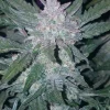 Mexican Airlines Auto plant displaying compact, crystal-covered buds with elongated leaves, highlighting its lush, trichome-rich texture