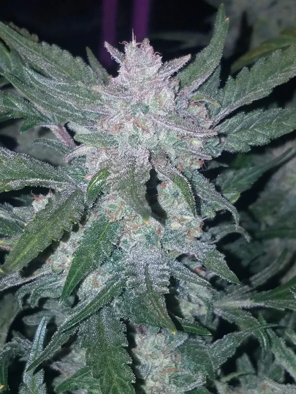 Mexican Airlines Auto plant displaying compact, crystal-covered buds with elongated leaves, highlighting its lush, trichome-rich texture