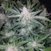 Close-up of Mexican Airlines Auto cannabis strain showcasing thick, resinous buds and broad green leaves against a dark background
