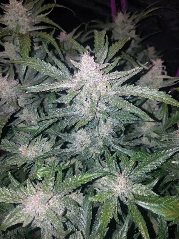 Close-up of Mexican Airlines Auto cannabis strain showcasing thick, resinous buds and broad green leaves against a dark background