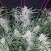 Dense buds with frosty trichomes on the Mexican Airlines Auto cannabis plant, surrounded by vibrant green leaves under indoor lighting