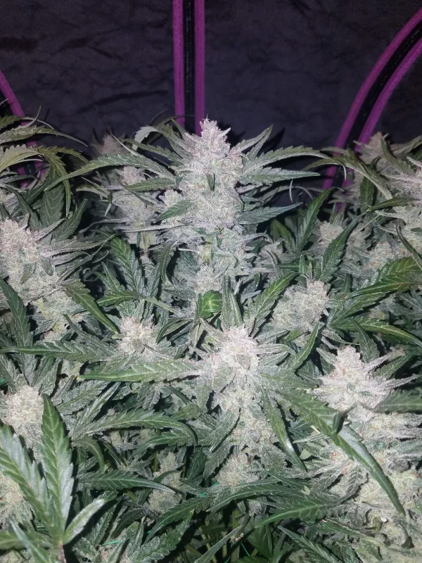 Dense buds with frosty trichomes on the Mexican Airlines Auto cannabis plant, surrounded by vibrant green leaves under indoor lighting