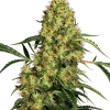 Mexican Sativa strain buds with elongated structure, bright green tones, and thin orange pistils.
