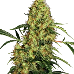 Mexican Sativa strain buds with elongated structure, bright green tones, and thin orange pistils.