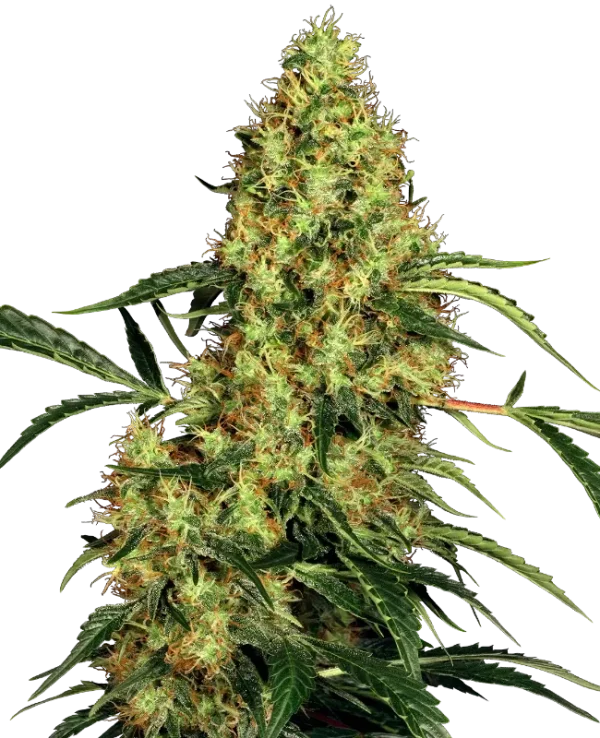 Mexican Sativa strain buds with elongated structure, bright green tones, and thin orange pistils.