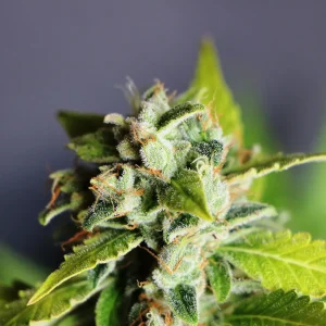 Mikromachine Auto strain buds displaying vibrant trichomes against a dark background.