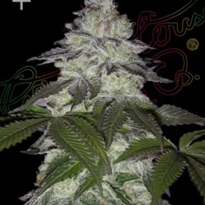 Milky Dreams Strain displaying colorful leaves and a heavy resin production.