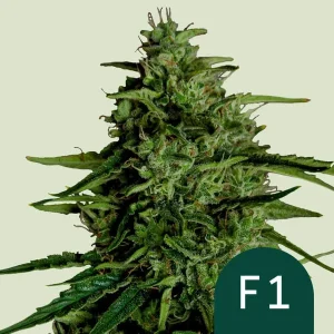 Dense, trichome-coated bud of the Milky Way F1 Auto Strain showcasing vibrant green leaves.