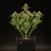 A compact Milky Way F1 Auto Strain plant in a black pot, lush with buds.