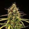 Close-up of Milky Way F1 Auto Strain bud, rich with orange pistils and frosty trichomes.