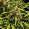 Healthy, leafy growth of Milky Way F1 Auto Strain with clusters of resinous buds.