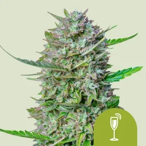 Mimosa Auto Strain with dense, trichome-covered buds and vibrant colors, showcasing its high-quality genetics.