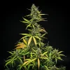 Close-up of Mimosa Auto Strain plant in full bloom, displaying its compact structure and resin-rich buds.