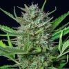 Mimosa Auto Strain growing in indoor setup, highlighting its robust branches and lush, vibrant foliage.