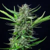 Detailed view of Mimosa Auto Strain bud structure, with a frosty coating and hints of purple hues.
