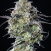 High-quality image of Mimosa Cake Auto plant, highlighting dense, frosty buds and purple leaf accents under intense lighting.