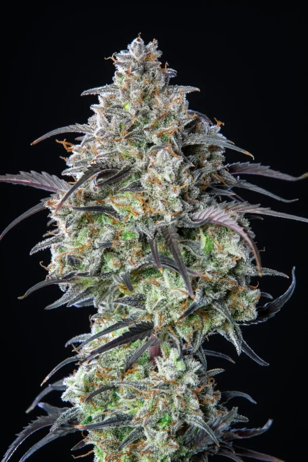 High-quality image of Mimosa Cake Auto plant, highlighting dense, frosty buds and purple leaf accents under intense lighting.