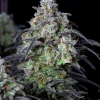 Mimosa Cake Auto strain showcasing resin-coated buds with purple and green leaves, emphasizing its vibrant color contrast.