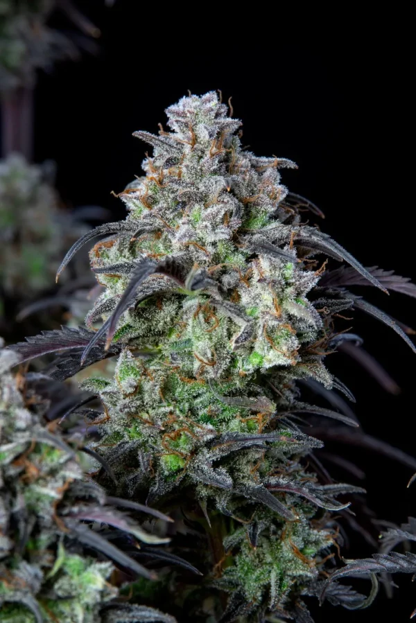 Mimosa Cake Auto strain showcasing resin-coated buds with purple and green leaves, emphasizing its vibrant color contrast.