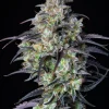 Close-up of Mimosa Cake Auto with thick, frosty buds and contrasting dark purple leaves, set against a black background.