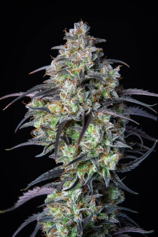 Close-up of Mimosa Cake Auto with thick, frosty buds and contrasting dark purple leaves, set against a black background.