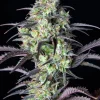 Mimosa Cake Auto cannabis plant featuring frosty, orange-tinged buds and purple-tinged leaves under bright light.