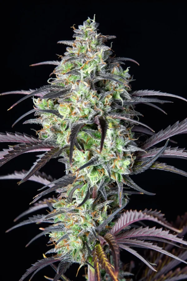 Mimosa Cake Auto cannabis plant featuring frosty, orange-tinged buds and purple-tinged leaves under bright light.
