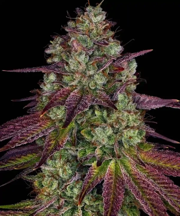 Close-up of Mimosa EVO Strain showcasing frosty buds and purple-tinted leaves.